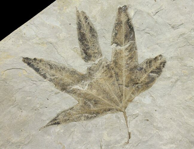 Fossil Maple (Acer) Leaf - Green River Formation, Utah #130445